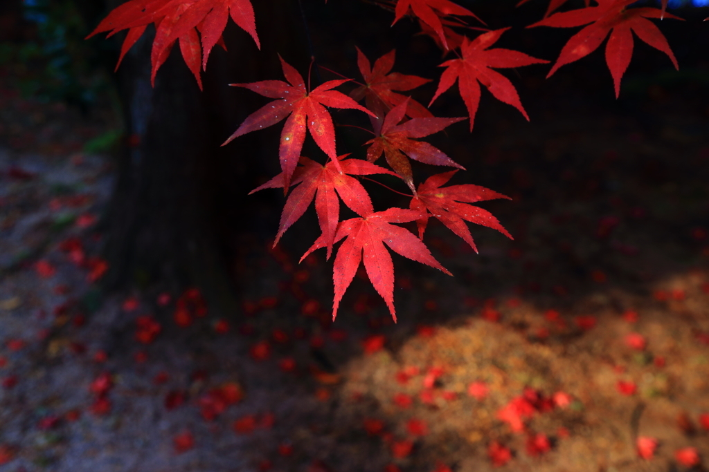 木漏れ日
