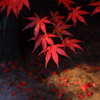 木漏れ日
