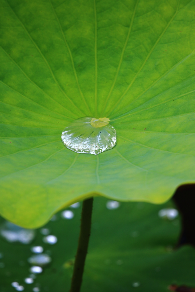 水玉