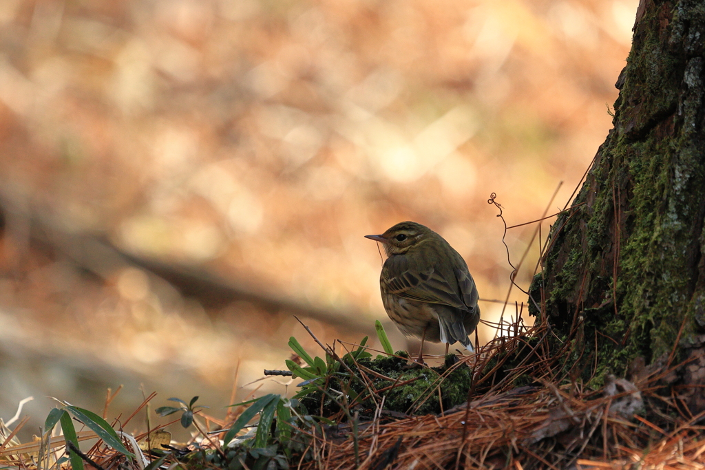 野山の鳥②