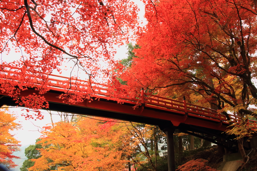 養父神社にて３