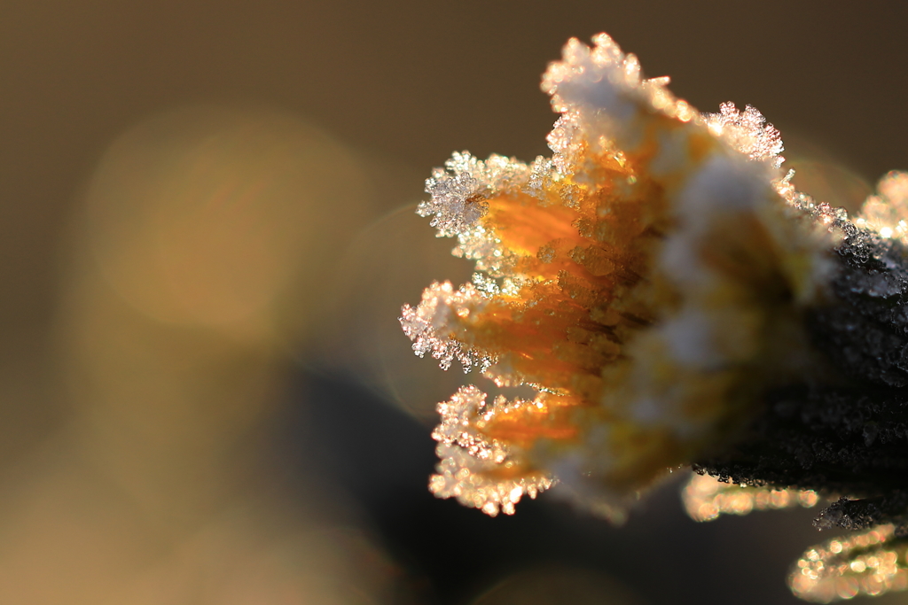 霜の花