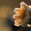 霜の花