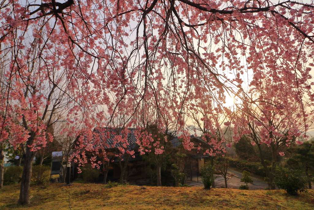 さくら(朝景)2