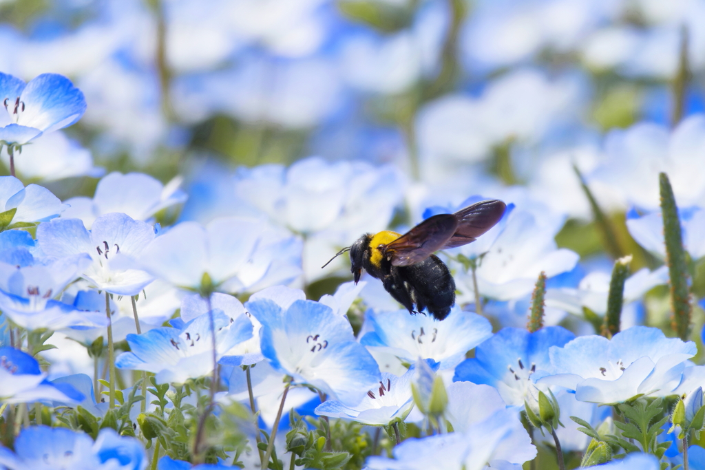 花畑にて