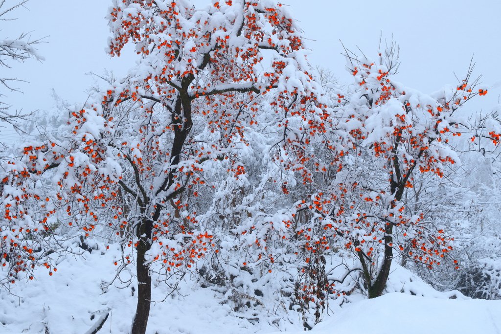 初雪の朝１