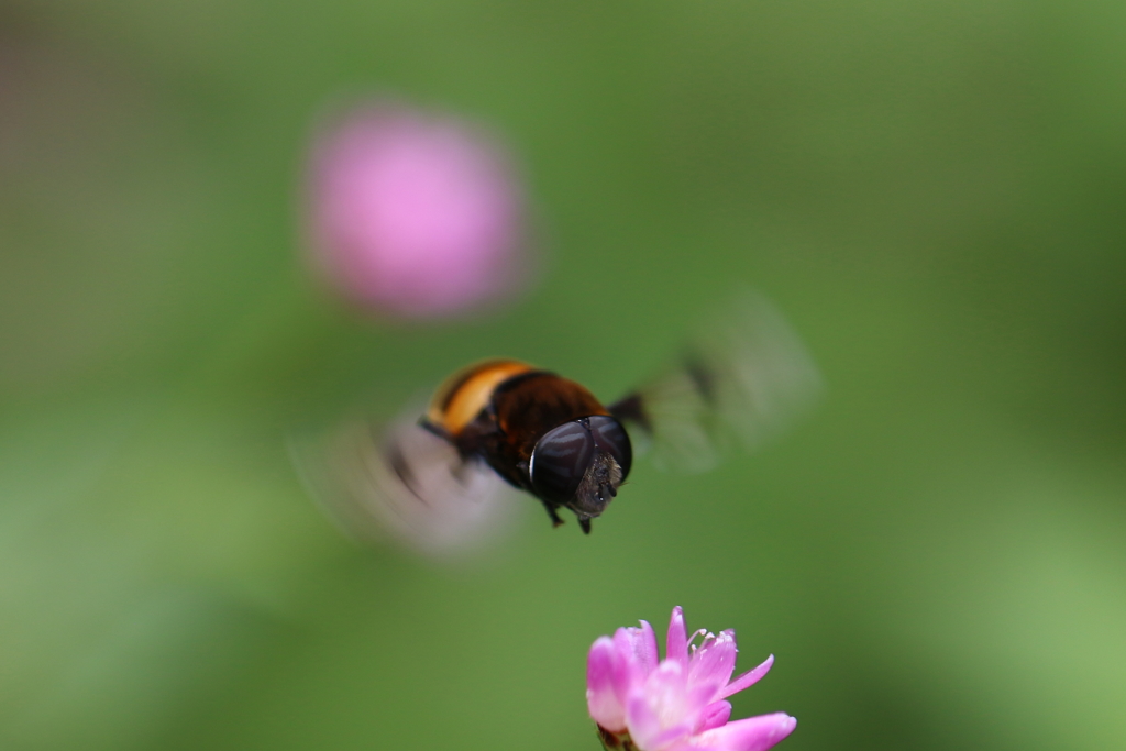 bee～ｎ（１）