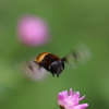 bee～ｎ（１）