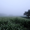 朝霧畑