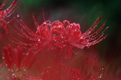 雨上がりの花