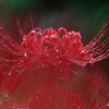 雨上がりの花