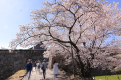 陽春の候