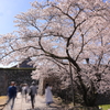 陽春の候
