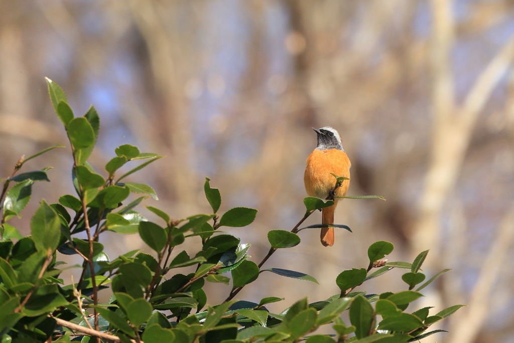 公園で見かけた野鳥④