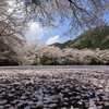 散り始めた！