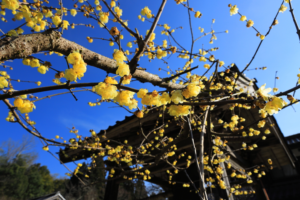 早春の花