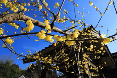 早春の花