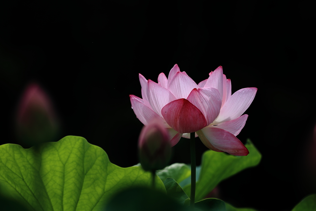 夏の花