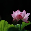 夏の花