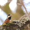 野山の鳥