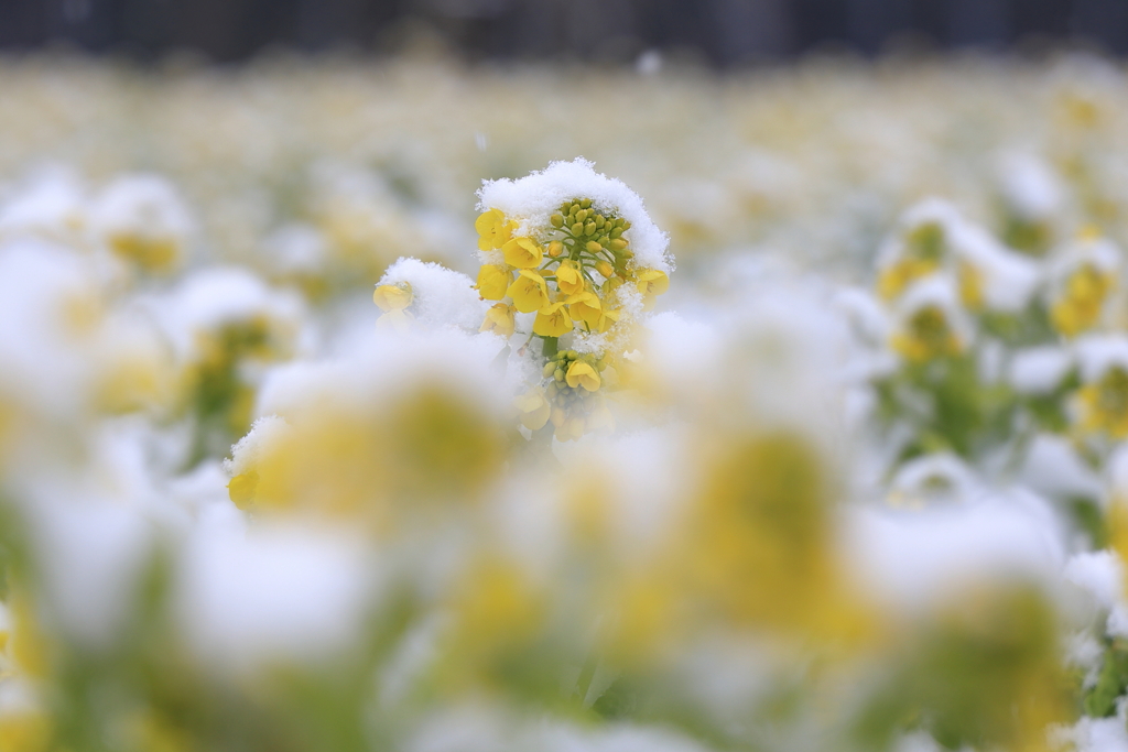 春雪