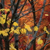 紅葉の中の黄葉