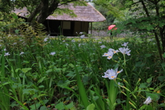 シャガの花の咲く頃