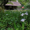 シャガの花の咲く頃