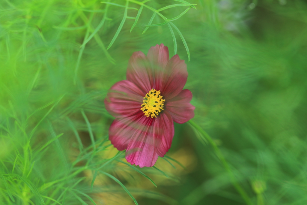 コスモス色々４