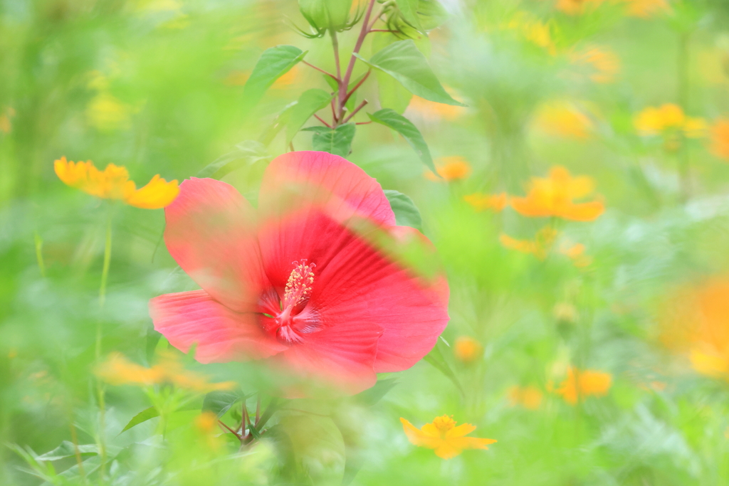 初秋の花②