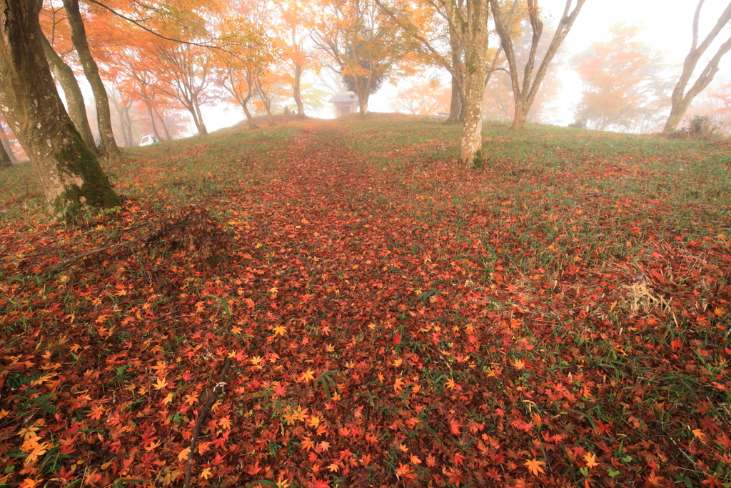 参道の紅葉