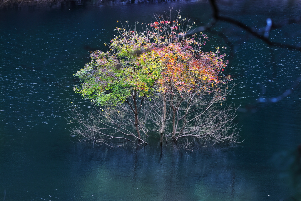 水没林の彩