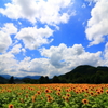 盛夏２
