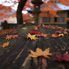 落紅葉