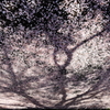 地上の桜