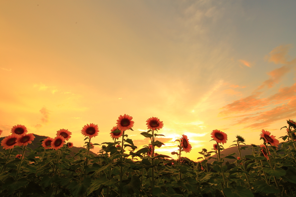 夏の夕空