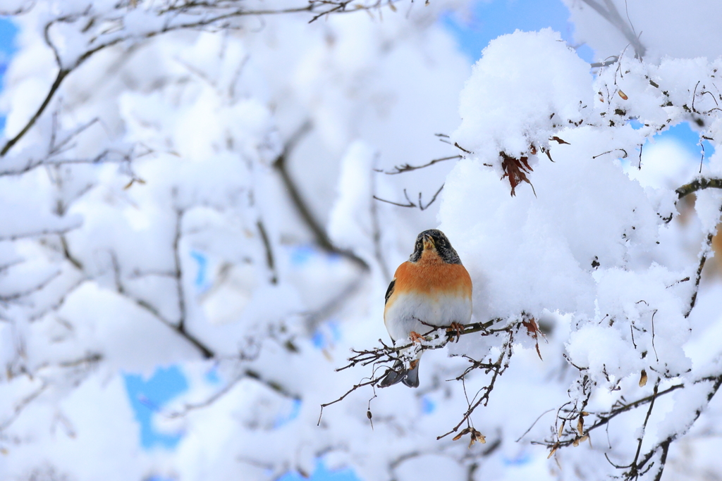 野鳥④