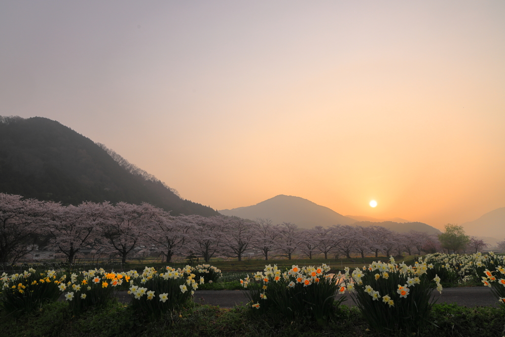花見日和