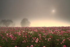 霧中の秋桜畑
