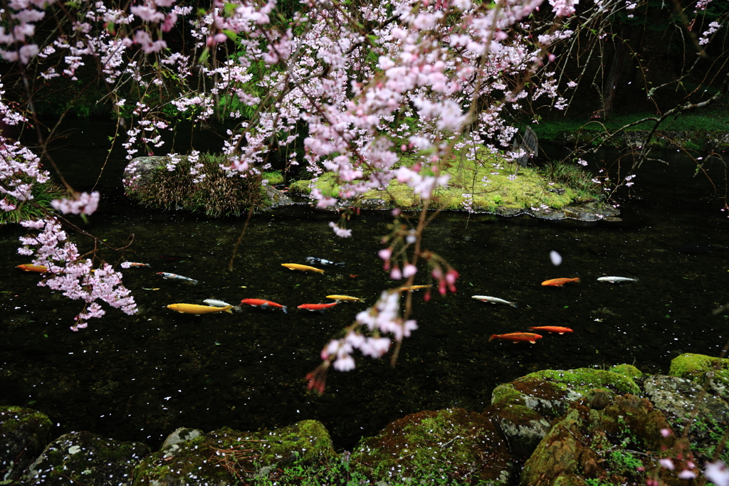 鯉花見