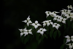 ヤマボウシの花