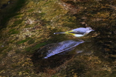 たまには鳥さん