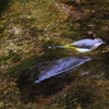たまには鳥さん