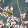 早春の候