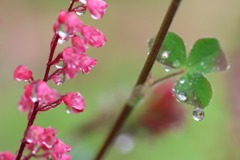雨上がり