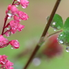 雨上がり