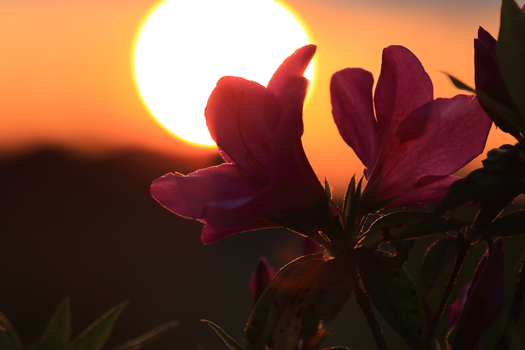 夕日に包まれて