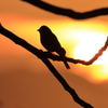 小鳥シルエット