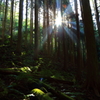 木漏れ日の森