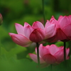 蓮の花１